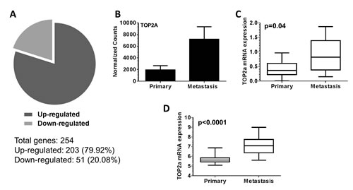 Topoisomerase II&#x3b1; (Top2a) is up-regulated in murine and human metastatic prostate cancer.