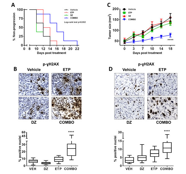 Combination inhibition of Top2 and Ezh2 increases therapeutic efficacy