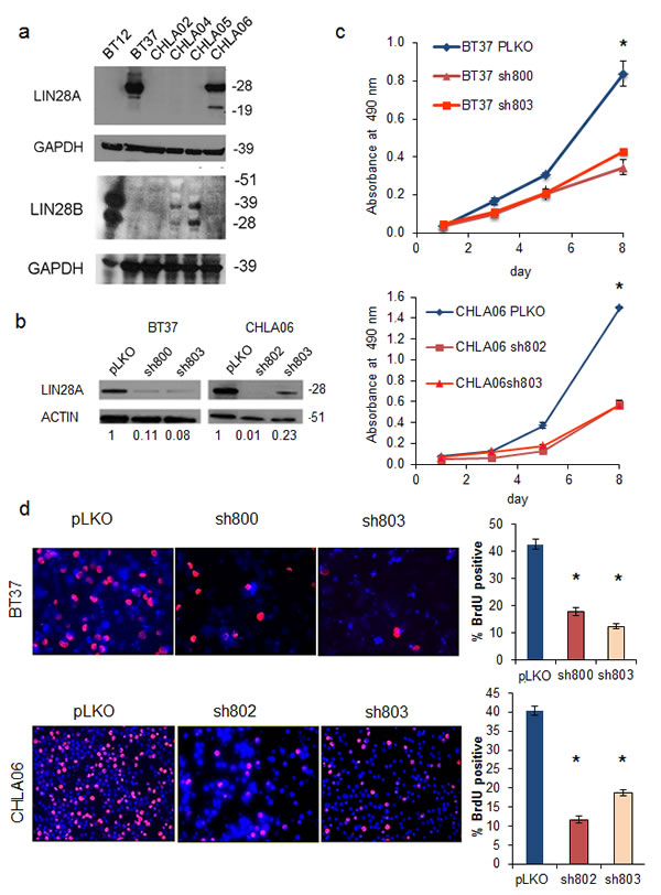 Fig.2: Lentiviral short hairpin RNA knockdown of LIN28A suppresses AT/RT growth and proliferation.