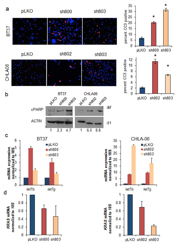 Fig.4: Suppression of LIN28A leads to upregulation of