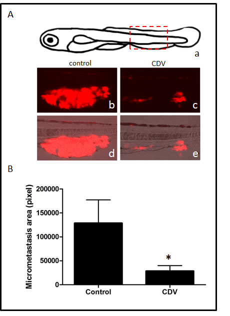 CDV inhibits the metastatic activity of B16-F10 melanoma cells in zebrafish.