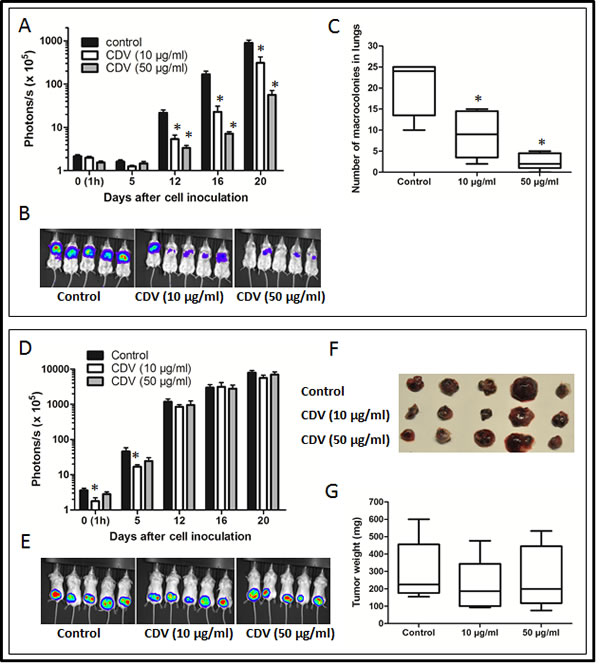 CDV pretreatment inhibits lung metastasis of B16-F10-luc2 melanoma cells.
