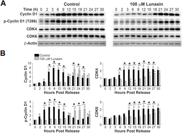 Lunasin alters expression levels of cyclin D1, CDK4, and CDK6.