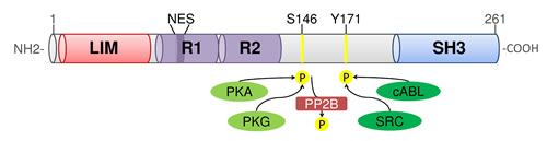 Domain organization of human LASP1.