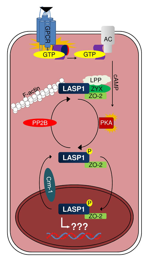 Proposed mechanism of LASP1 translocation.