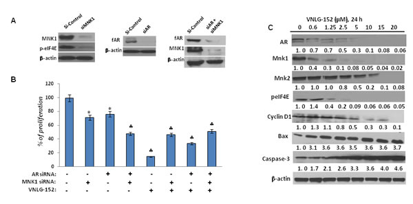 Effect of siAR, siMNK1 on LNCaP cell viability, and VNLG-152 on key and downstream proteins in LNCaP cells.