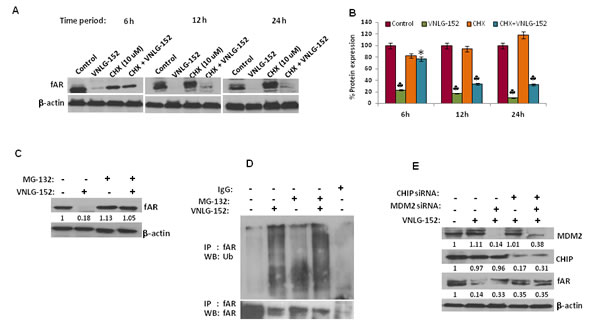 VNLG-152 induced AR degradation by ubiquitin proteasomal pathway in LNCaP cells.