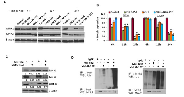 VNLG-152 induced MNK1/2 degradation by ubiquitin proteasomal pathway in LNCaP cells.