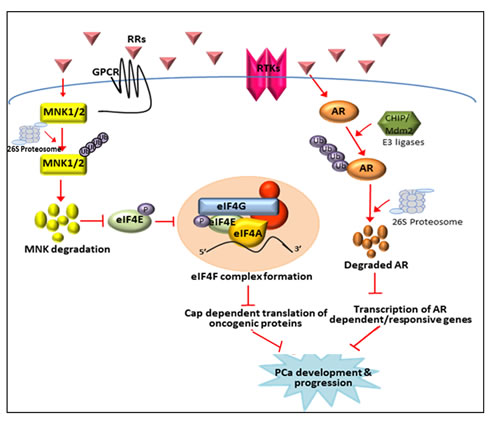 Schematic representation of the inhibition of AR signaling and MNK activated eIF4E cap-dependent translation by NRs.