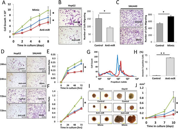 Effect of miR-93 knockdown on HCC cell function