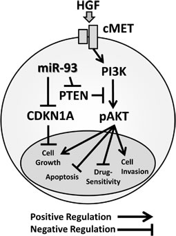 Schematic representation of miR-93 with the oncogenic c-Met/PI3K/Akt pathway miR-93 directly binds to the