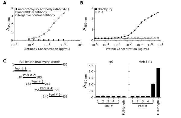 Specificity of the anti-brachyury MAb 54-1.