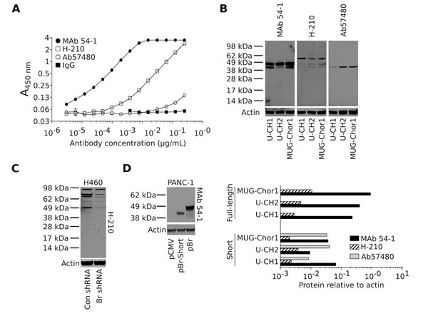 MAb 54-1 binds brachyury with a high affinity.