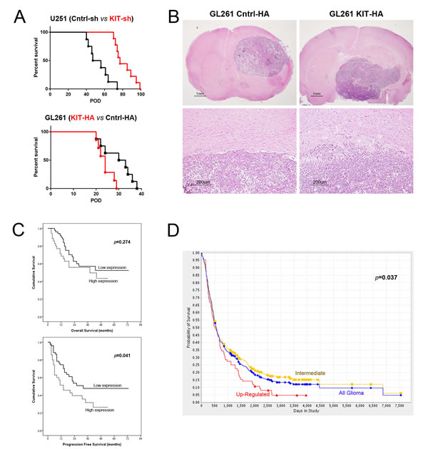 Kaplan&#x2013;Meier survival analysis according to KITENIN expression level in orthotopic mouse tumor models and in cohorts of glioma patients.