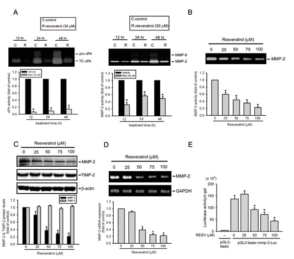 Resveratrol attenuates urokinase plasminogen activator (uPA)-mediated matrix metalloproteinase (MMP)-2 activation and represents transcriptional suppression of the MMP-2 gene.