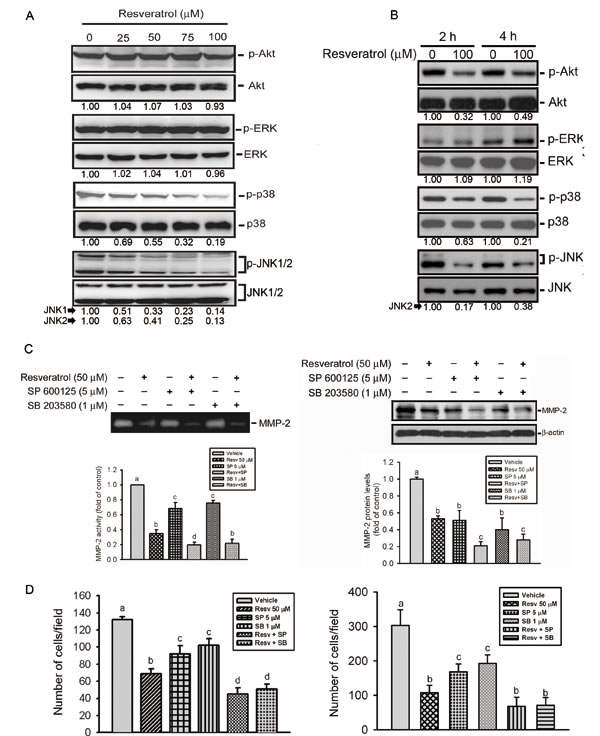 The p38 and c-Jun n-terminal kinase (JNK) pathways are involved in resveratrol-mediated suppression of matrix metalloproteinase (MMP)-2 activity, expression, and cell motility.