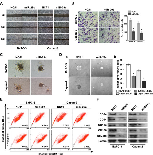 MiR-29c suppresses pancreatic cancer cells migration and invasion as well as attenuates stem cell-like phenotype