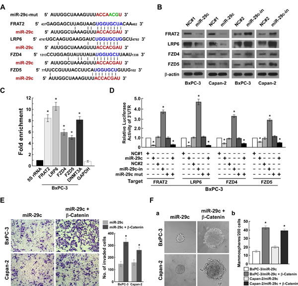 MiR-29c directly suppresses multiple Wnt cascade