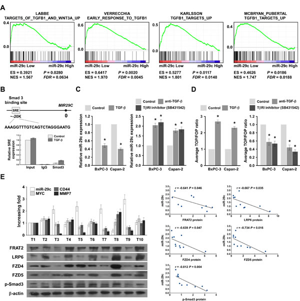 TGF-&#x3b2;/Smad3 inhibits miR-29c expression and clinical relevance of the TGF-&#x3b2;/Smad3/miR-29c/Wnt axis in pancreatic cance