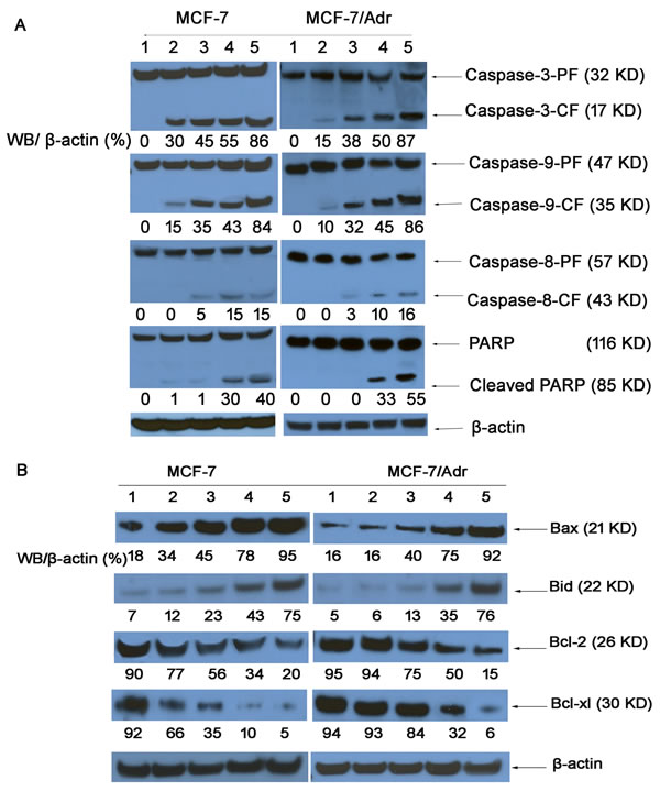 Fig.8: Expression of proteins involved in the apoptosis signaling pathways in MCF-7 and MCF-7/Adr cells, as determined by western blotting.
