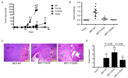 Effects of MET aberrations on MCF-10A xenograft in hHGF transgenic mice.