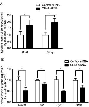 Effect of CD44 silencing on downstream target gene expression.