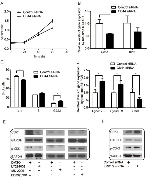 CD44 and its related signaling pathways are involved in cell proliferation and cell cycle control.