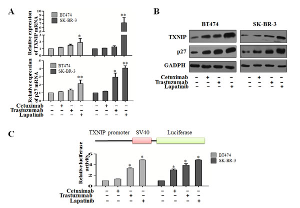 Her-1/2 pathway inhibitors regulate TXNIP protein and mRNA expression.