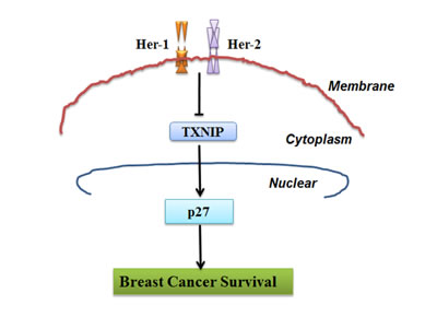Schematic model demonstrating the critical role of TXNIP and p27 in Her-1/2 mediated cell proliferation in breast cancer cell.