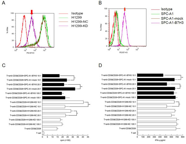 Effects of B7-H3 expression on T-cell proliferation and IFN-&#x3b3; secretion (1) B7-H3 expression of on cell membrane of H1299.