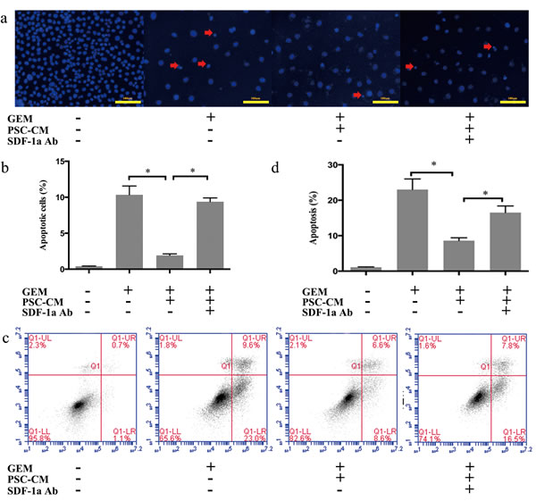 SDF-1&#x3b1; mediated the effects of PSC-CM on GEM-induced apoptosis in Panc-1 cells.