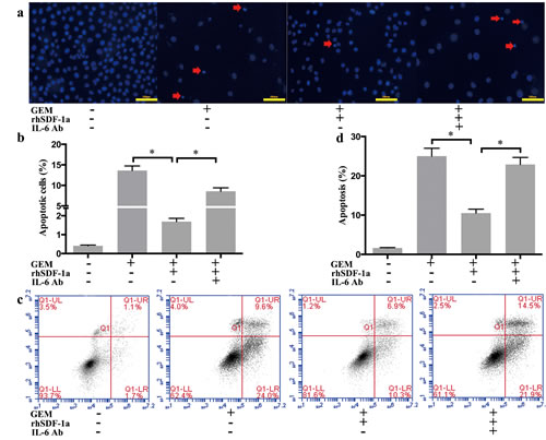 SDF-1&#x3b1; mediated the effects of PSCs on GEM-induced apoptosis in Panc-1 cells.