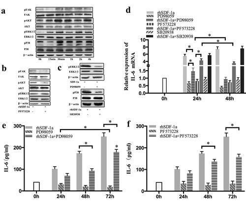 SDF-1&#x3b1; upregulated IL-6 expression in Panc-1 cells through the activation of FAK-AKT and ERK1/2 signaling.