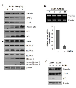 SAHA-induced survivin downregulation by p53 activation.