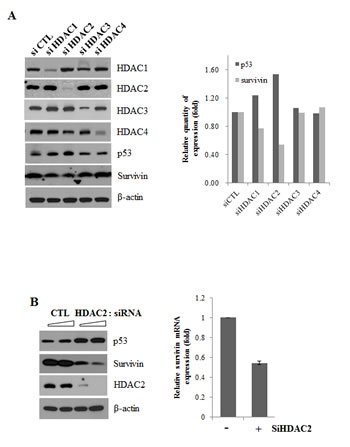 Suppression of survivin expression by HDAC2 siRNA.