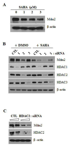 Mdm2 downregulation by SAHA or HDAC2 siRNA.