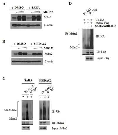Mdm2 ubiquitination by SAHA or HDAC2 siRNA.