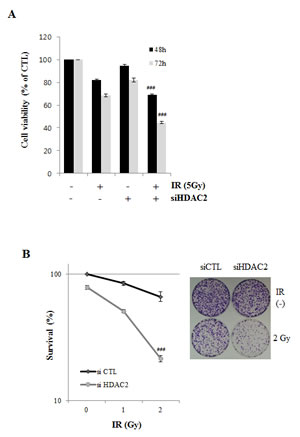 Effect of HDAC2 inhibition on IR-induced cell death.