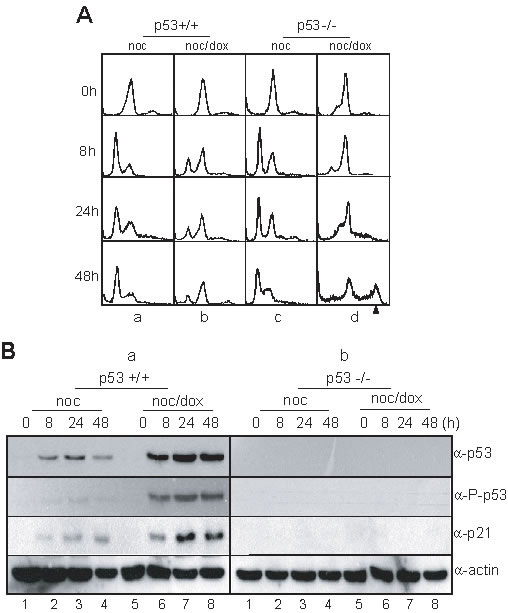 p53 involved in multiploidy formation during mitotic DNA damage response.