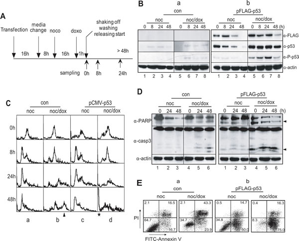 Overexpression of p53 inhibits multiploidy formation and induces apoptotic cell death in mitotic DNA damage response.