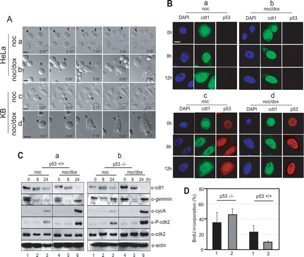 p53 blocked DNA replication during mitotic DNA damage response.