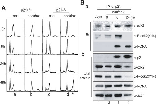 p21 blocked DNA replication in mitotic DNA damage response.