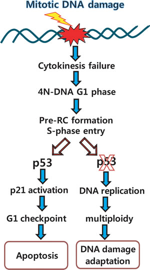 Overview of mitotic DNA damage response: connection between mitotic DNA damage and G1-S checkpoint by p53.