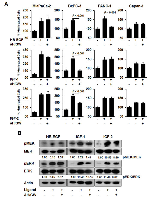Effect of AH6809/GW627368X on HB-EGF-, IGF-1-, and IGF-2-stimulated growth stimulation in pancreatic cancer cell lines.