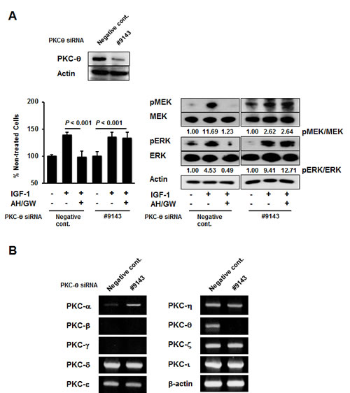 PKC-&#x3b8; knockdown offsets the effects of the antagonism of EP2/EP4 signaling by compensatory induction of PKC-&#x3b1;.