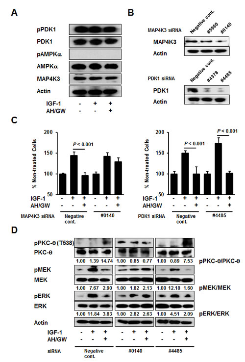 MAP4K3 plays a key role in the activation of PKC-&#x3b8; by EP2/EP4 antagonism.