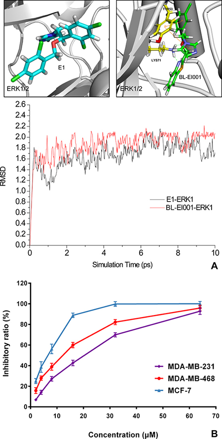 Molecular dynamics (MD) simulation and anti-proliferative activities of E1 and BL-EI001.