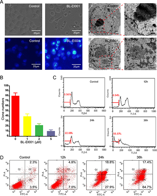 BL-EI001 induces MCF-7 cell apoptosis.