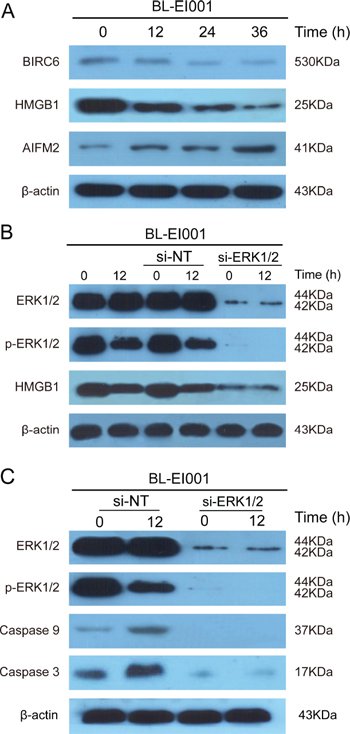 BL-EI001-induced apoptosis is regulated by novel ERK-mediated pathways.