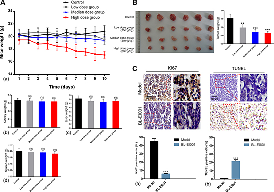 Anti-tumor effects of BL-EI001 in vivo.
